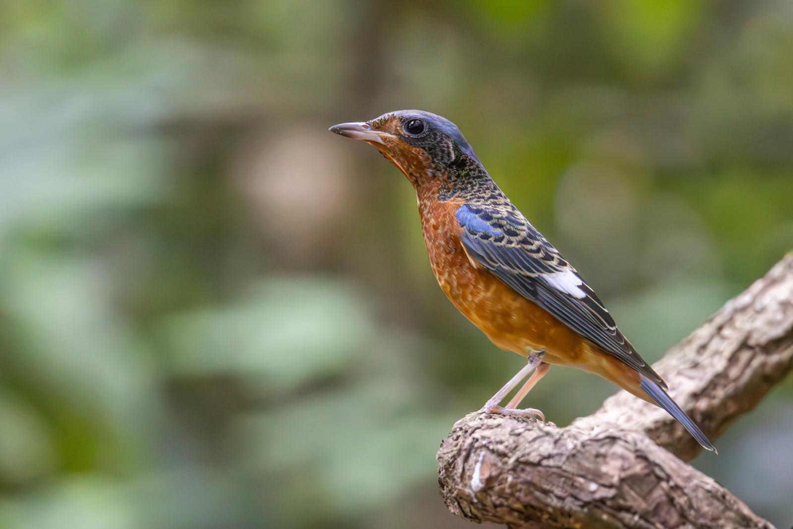 image White-throated Rock-Thrush